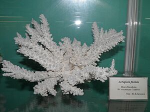 Acropora florida.jpg