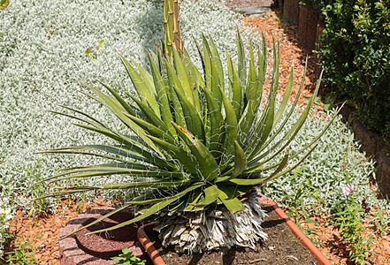 Agave filifera 002