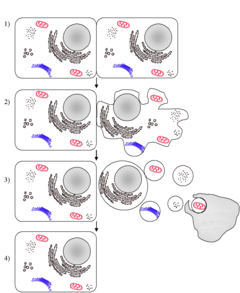 Apoptosis-blank