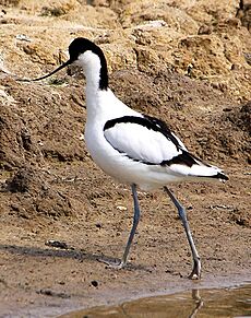 Avocet - Minsmere (5681376618) (cropped)