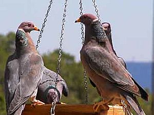 Band-tailed Pigeons