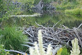 Beaver dam on Meeks Creek, Tahoe Aug 2010