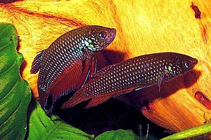 Betta smaragdina pair1