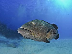 Black grouper2.jpg