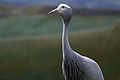 Blue crane and the International Crane Foundation in Baraboo, Wisconsin