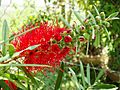 Bottlebrush (Callistemon)