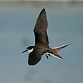 Bridled Tern flight LEI jan08