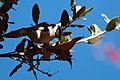 Bridled Titmouse Upper Miller Canyon Sierra Vista AZ 2018-11-03 10-17-41 (45041556714)