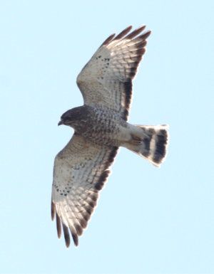 Broad-winged Hawk