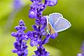 Butterfly on the Lavender (5982214456)