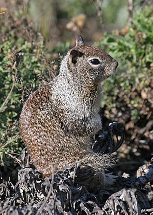 California Ground Squirrel JCB.jpg