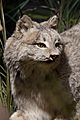 Canadian lynx