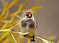 Carduelis carduelis (Linnaeus, 1758)