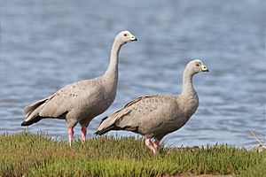 Cereopsis novaehollandiae - Orielton lagoon