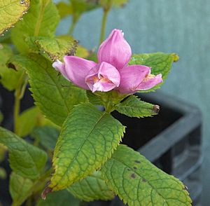 Chelone obliqua A