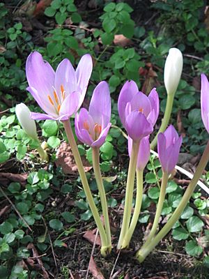 Colchicum speciosum000.jpg