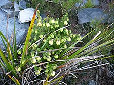 Darwinia collina 2