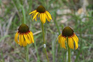 Echinacea paradoxa.jpg