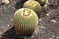 Echinocactus grusonii Cactaceae.jpg