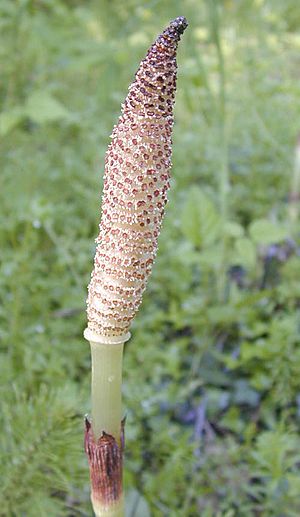 Equisetum telmateia strob