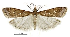 Eudonia quaestoria male.jpg