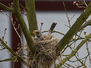 Fieldfare 4