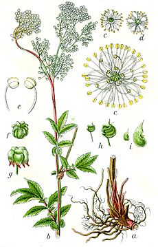 Filipendula ulmaria Sturm12