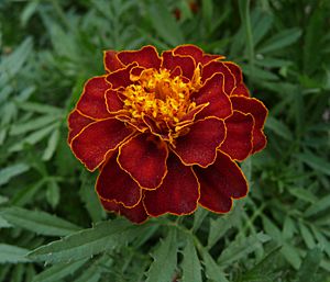 French marigold garden 2009 G1