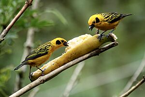 Golden tanagers (47059952264)