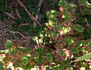 Houttuynia cordata Chameleon