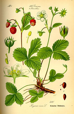 Illustration Fragaria vesca0.jpg