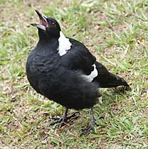 Magpie, aggressive