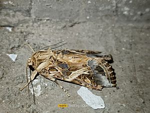 Male moth of Spodoptera litura