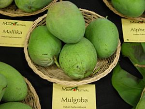 Mango Mulgoba Asit ftg