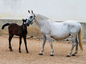 Mare & Foal 3 (7361664544)