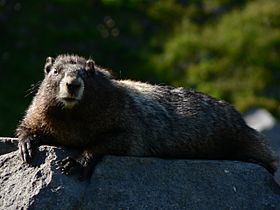 Marmota caligata 23174