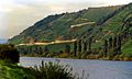 Mosel vineyard in Tittenheim