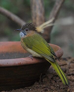 Mountain Bulbul at Sattal.jpg