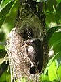 Nectarinia dussumieri feeding young