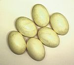 Nile crocodile eggs