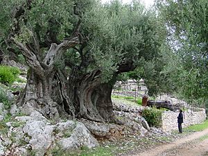 Olivetree 1500yrs