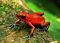 Oophaga pumilio-Tortuguero1