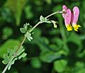 Pale corydalis closeup