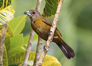 Passerinis tanager female