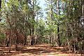 Paynes Prairie trail