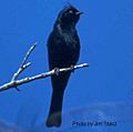 PhainopeplaUSGS