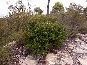 Phebalium nottii habit