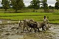 Ploughing paddy field with oxen, Umaria district, MP, India