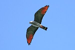 Plumbeous Kite (Ictinia plumbea)