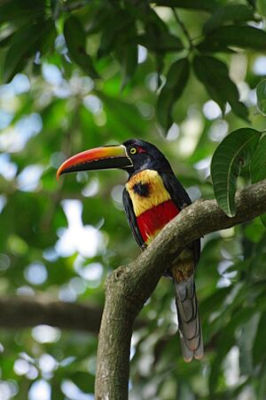 Pteroglossus frantzii.JPG